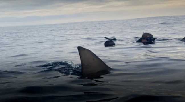 SHARKS IN MARMARA